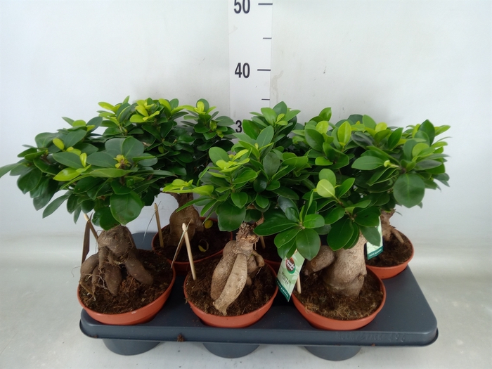 <h4>Ficus microcarpa 'Ginseng'</h4>
