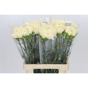 Dianthus St Happy Tea