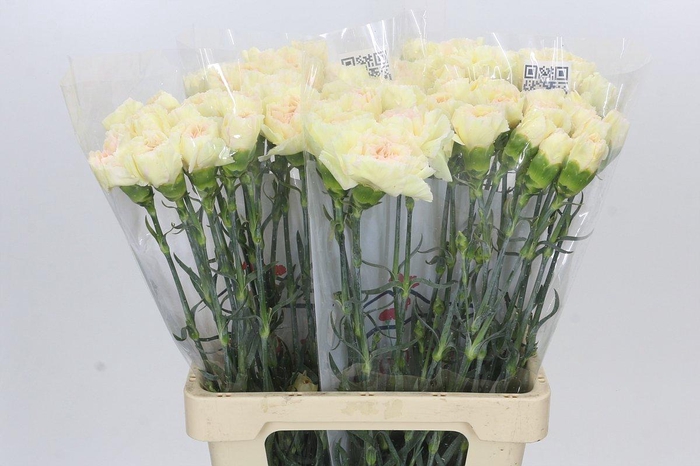 <h4>Dianthus St Happy Tea</h4>