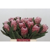 Protea Pink Ice