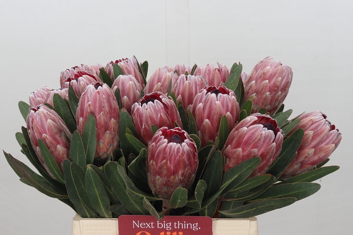 <h4>Protea Pink Ice</h4>