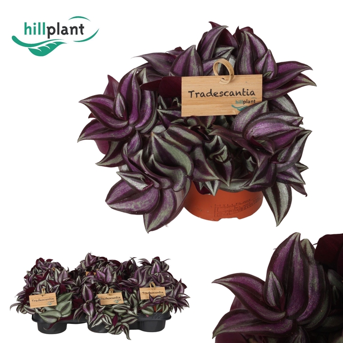 <h4>Tradescantia zebrina 'Purpusii' 10,5 cm</h4>