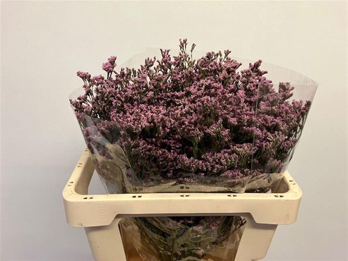 <h4>LIM FLORIDA PINK</h4>