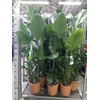 Strelitzia nicolai
