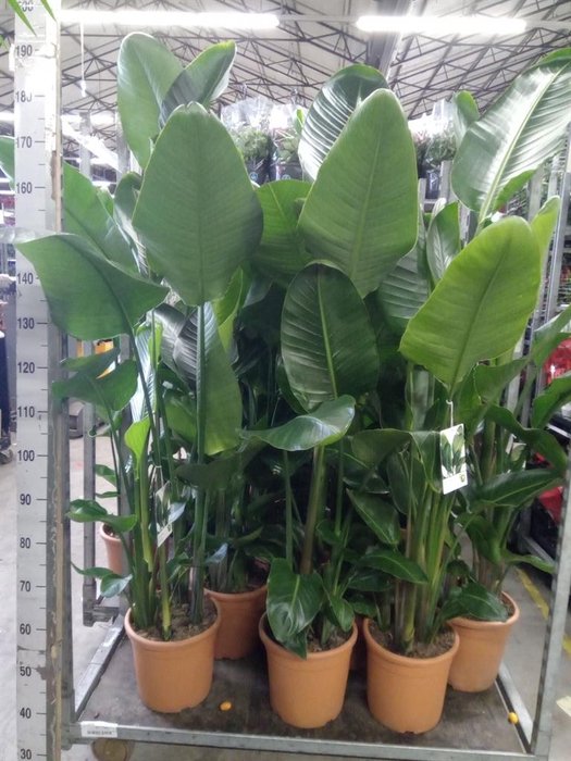 Strelitzia nicolai