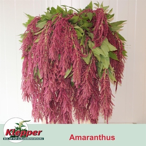Amar Ca Red Cord