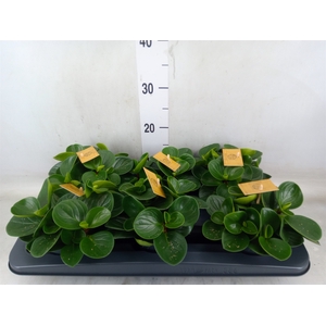 Peperomia obt. 'Red Canyon'