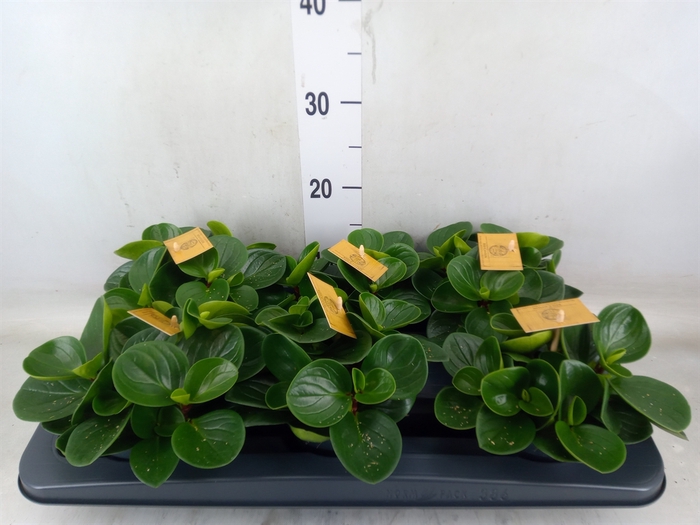 <h4>Peperomia obt. 'Red Canyon'</h4>