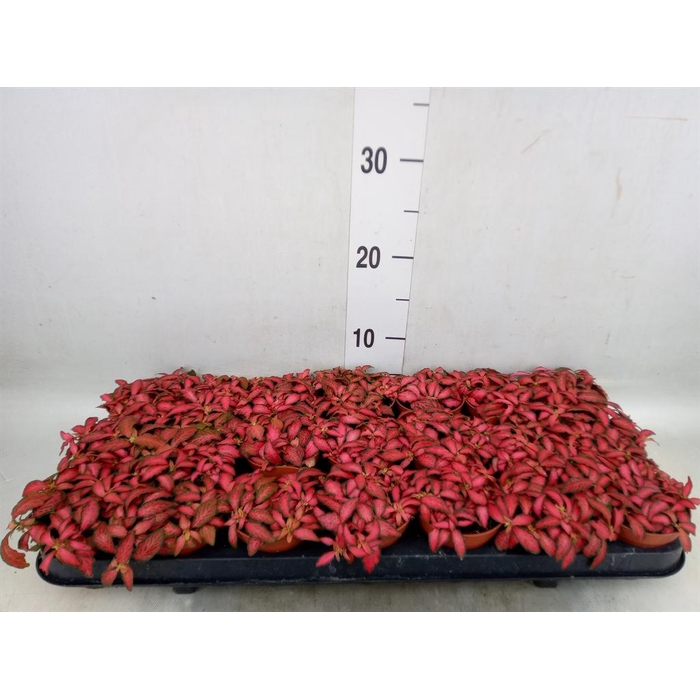 <h4>Fittonia verschaf. 'Forest Flame'</h4>