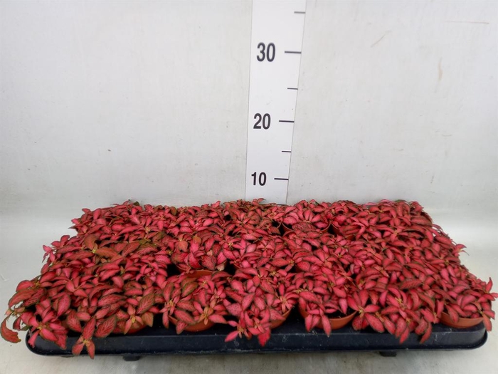 <h4>Fittonia verschaf. 'Forest Flame'</h4>