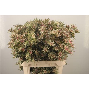 Leucad Ayoba Star Pearl