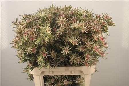 <h4>Leucad Ayoba Star Pearl</h4>