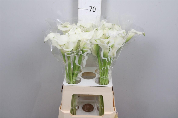 <h4>Zant Capt Ventura</h4>