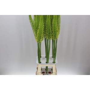 Eremurus Yellow Cleopatra