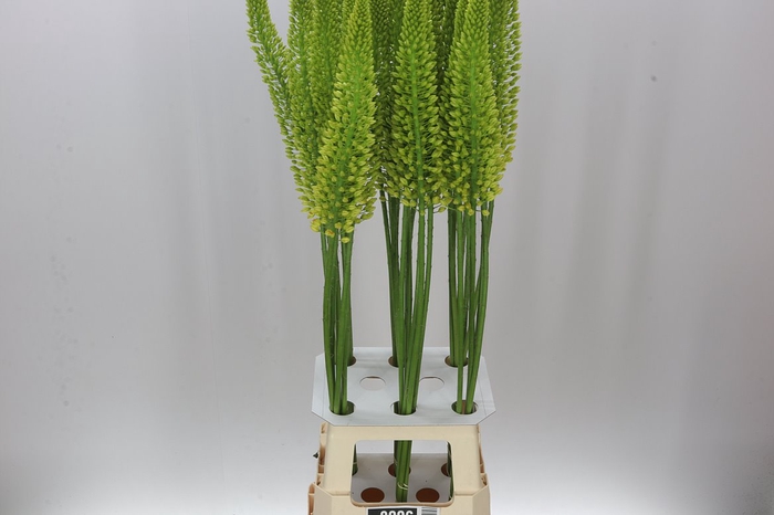 <h4>Eremurus Yellow Cleopatra</h4>