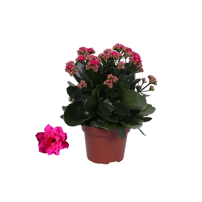 <h4>Kalanchoe Rosalina 12cm Don Victorio paars, Zonder hoes</h4>