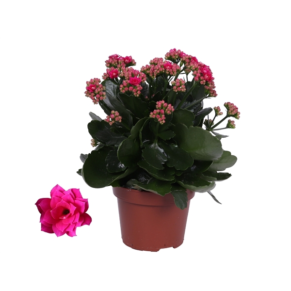 <h4>Kalanchoe Rosalina 12cm Don Victorio paars, Zonder hoes</h4>