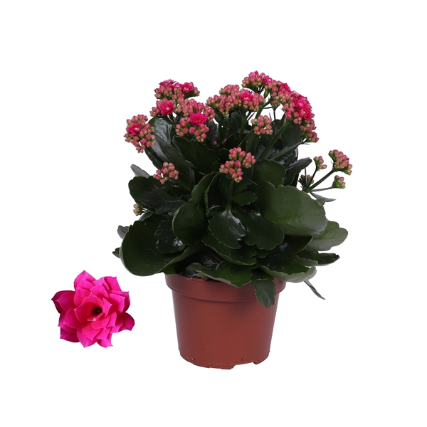 Kalanchoe Rosalina 12cm Don Victorio paars, Zonder hoes