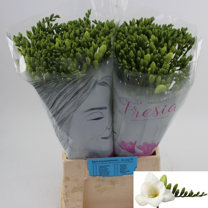 <h4>Freesia enk Corvette</h4>