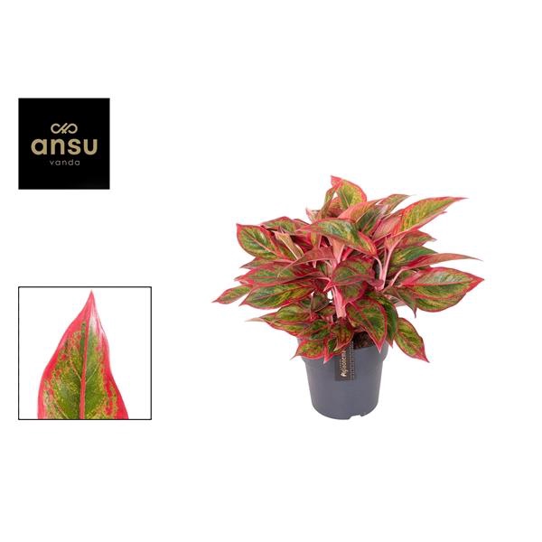 <h4>Aglaonema Jungle Lava</h4>