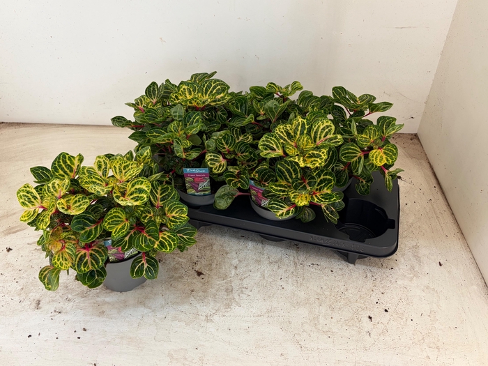 <h4>IRESINE R FUNNYGOLD</h4>