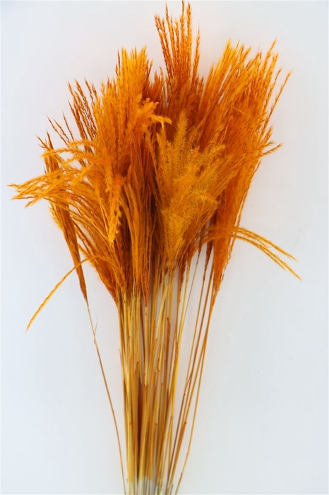 Dried Stipa Feather Orange P. Stem