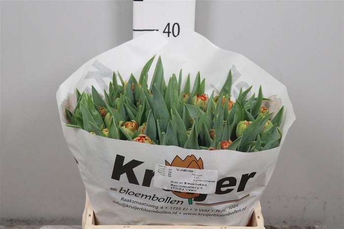 <h4>Tu Du Valdivia</h4>