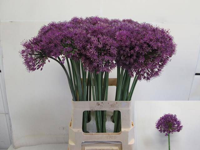 <h4>ALLIUM PURPLE SENS</h4>