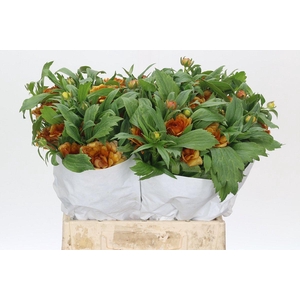 Ranunculus Elegance Orange