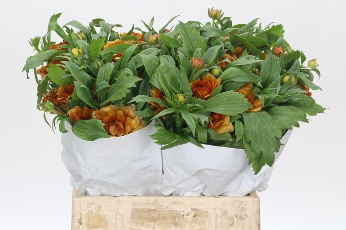 <h4>Ranunculus Elegance Orange</h4>