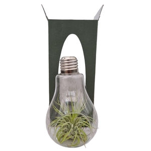 Arrangementen Tillandsia 6%