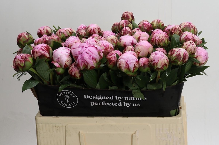 <h4>Paeonia Sarah Bernhardt</h4>