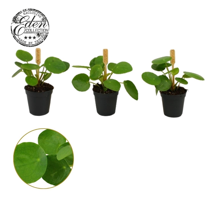 <h4>Pilea Peperomioides 5,5cm</h4>