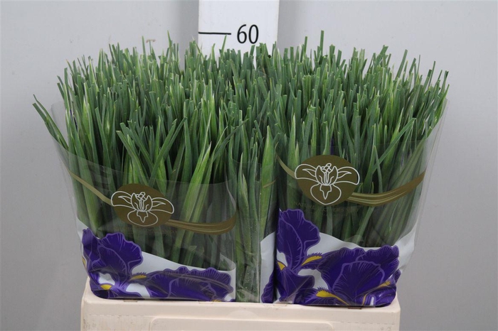 <h4>Iris Blue Magic</h4>