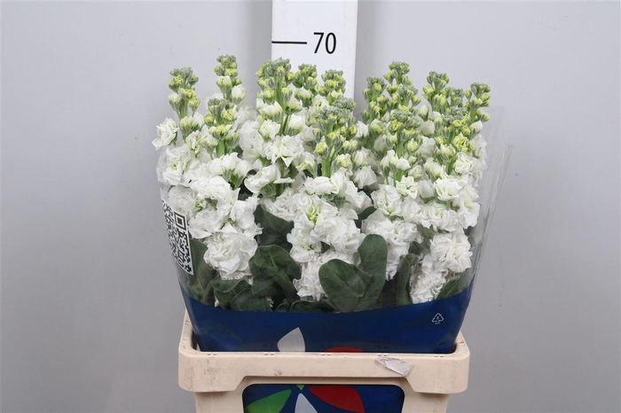 <h4>Matth Iron White</h4>