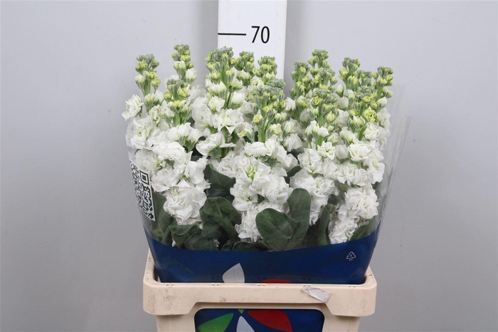 <h4>Matth Iron White</h4>