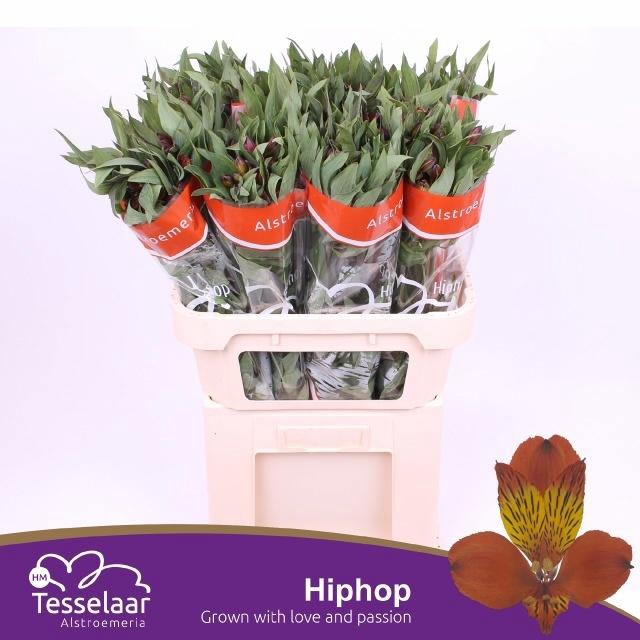 <h4>ALSTR HIPHOP</h4>