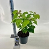 Catalpa Purpurea
