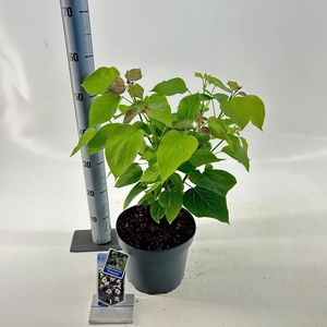 Catalpa Purpurea