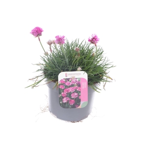 Armeria maritima Dusseldorf Pride