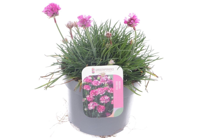 <h4>Armeria maritima Dusseldorf Pride</h4>