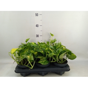 Epipremnum pinn. 'Aureum'