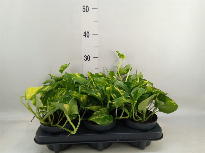 <h4>Epipremnum pinn. 'Aureum'</h4>