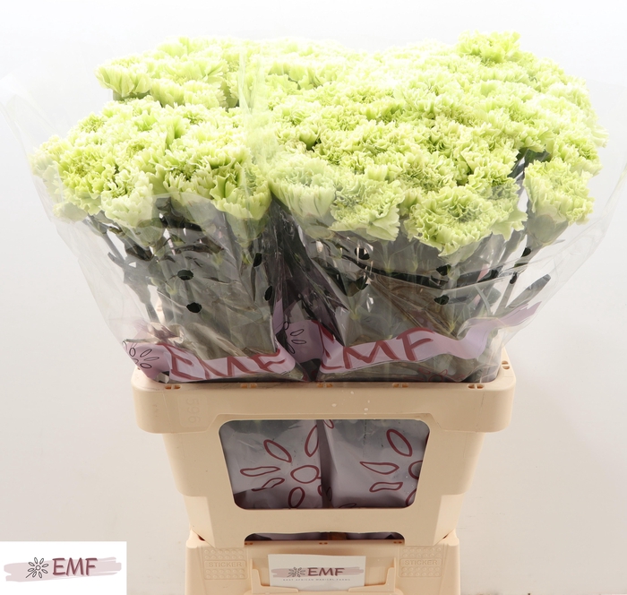 <h4>Di St Goblin</h4>