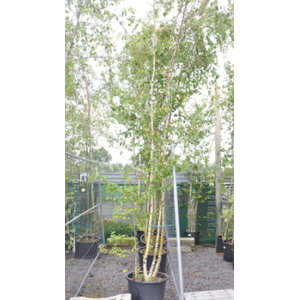 Betula overig