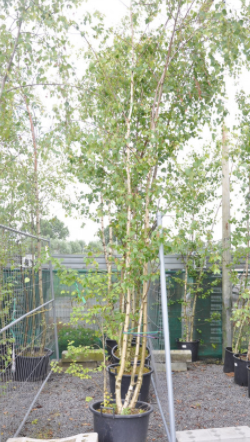 <h4>Betula overig</h4>