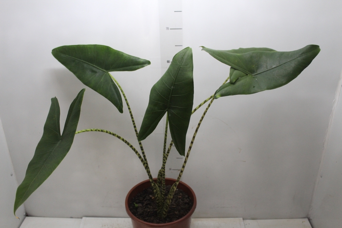 <h4>ALOCASIA ZEBRINA P23</h4>