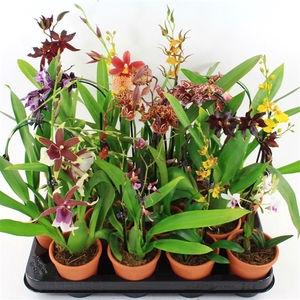 Mini Orchideeën Mix terracotta pot