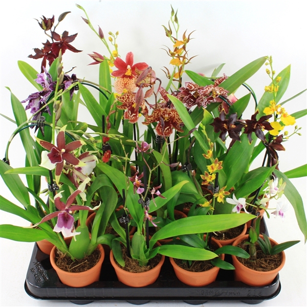 <h4>Mini Orchideeën Mix terracotta pot</h4>