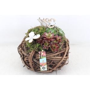 arr4 Semp JS - Wilg bolmand Los